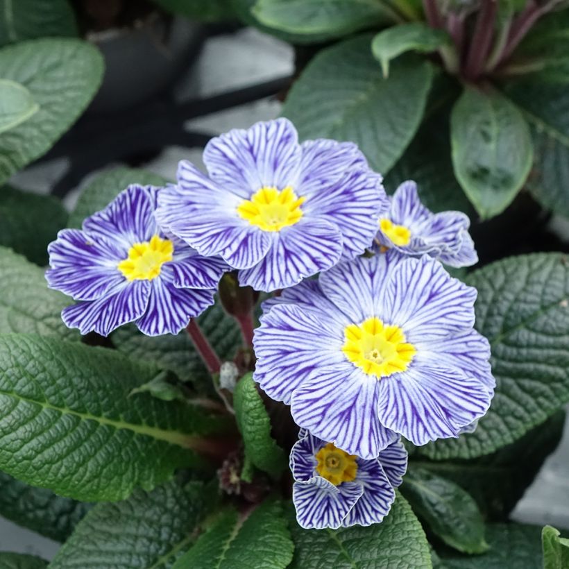 Primula Zebra Blue (Fioritura)