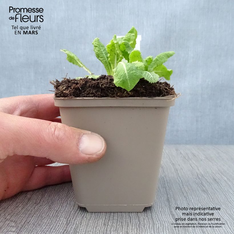 Example of Primula pulverulenta Vasetto da 8/9 cm as you get in printemps