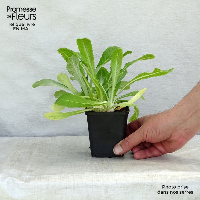 Primula capitata subsp. mooreana Vasetto da 8/9 cm esemplare consegnato in primavera