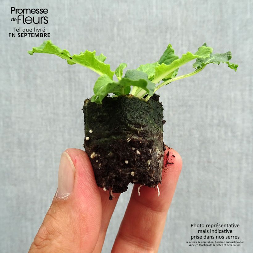 Example of Primula Belarina Amethyst Ice mini zolla... as you get in automne