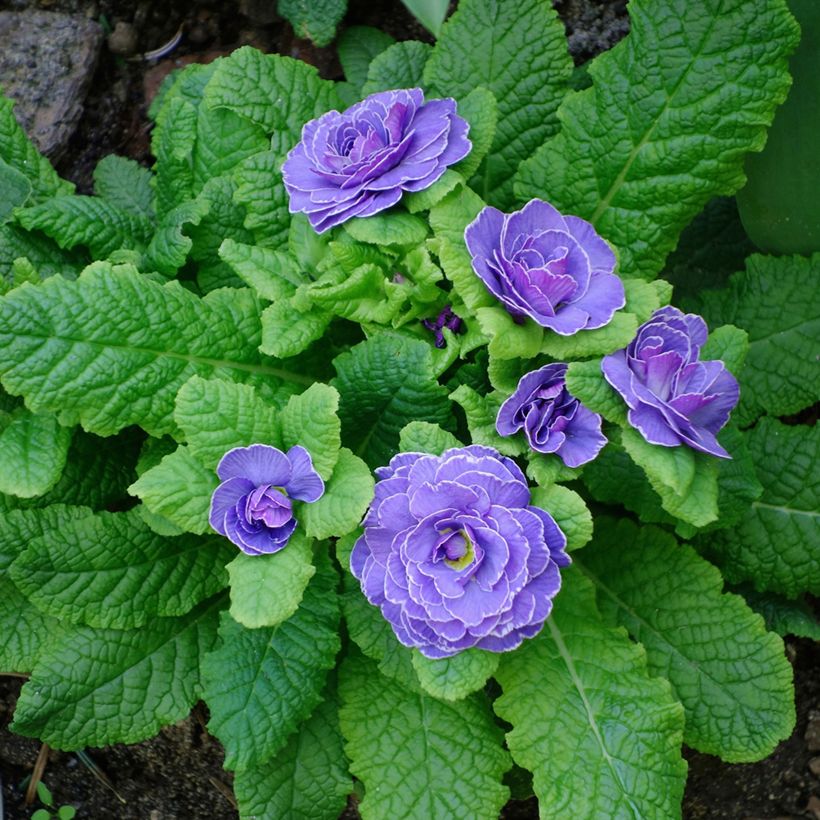 Primula Belarina Amethyst Ice (Plant habit)