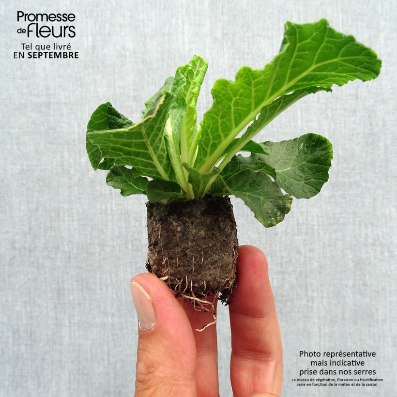 Esemplare di Primula Belarina Beaujolais mini zolla... come consegnato in autunno