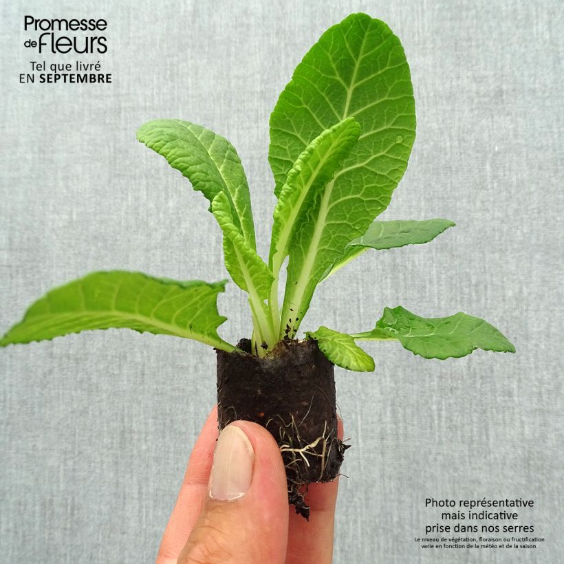 Esemplare di Primula Belarina Blue Ripples mini zolla... come consegnato in autunno