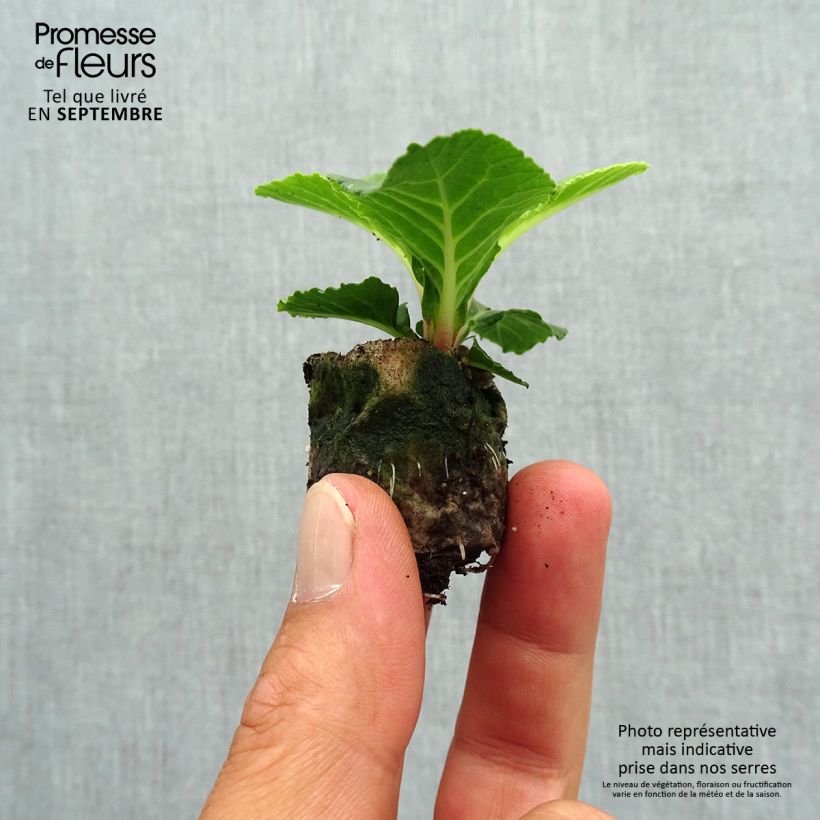 Example of Primula Belarina Buttercup Yellow mini zolla... as you get in automne