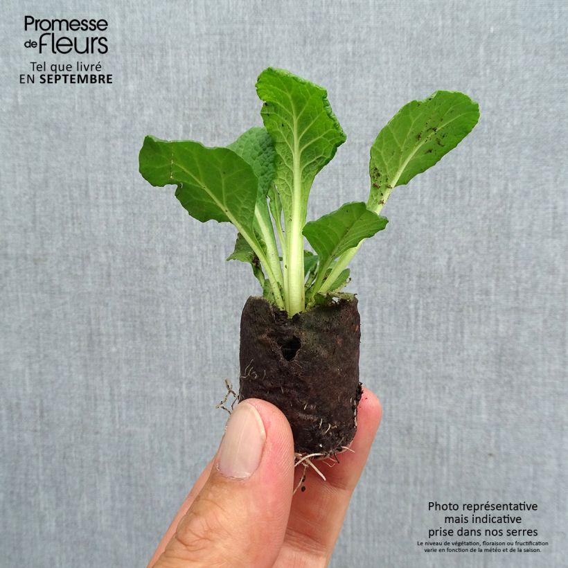 Esemplare di Primula Prima Belarina Carmen mini zolla... come consegnato in autunno