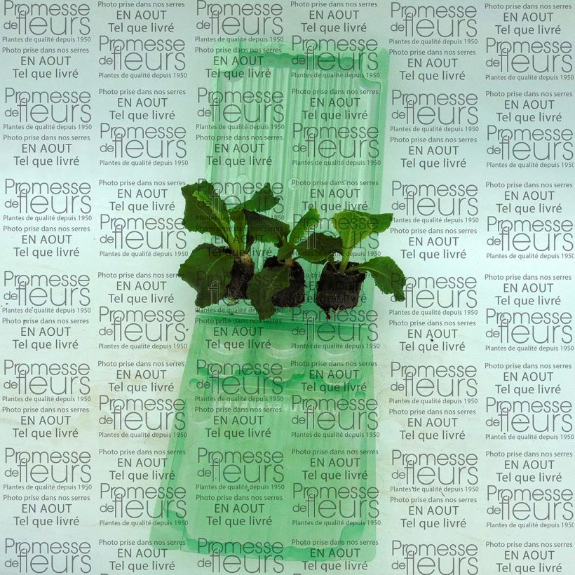 Esempio di esemplare Primula Belarina Cobalt Blue mini zolla... come consegnato