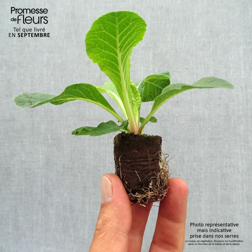 Esemplare di Primula Belarina Cream mini zolla... come consegnato in autunno