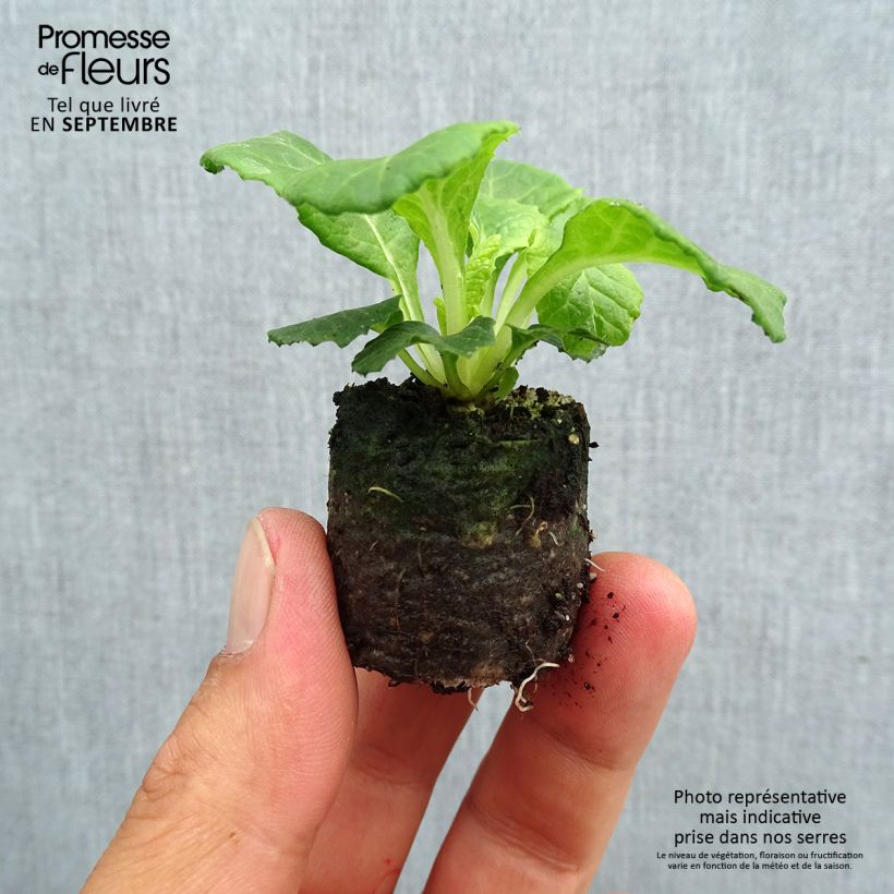 Example of Primula Belarina Lively Lilac mini zolla... as you get in automne