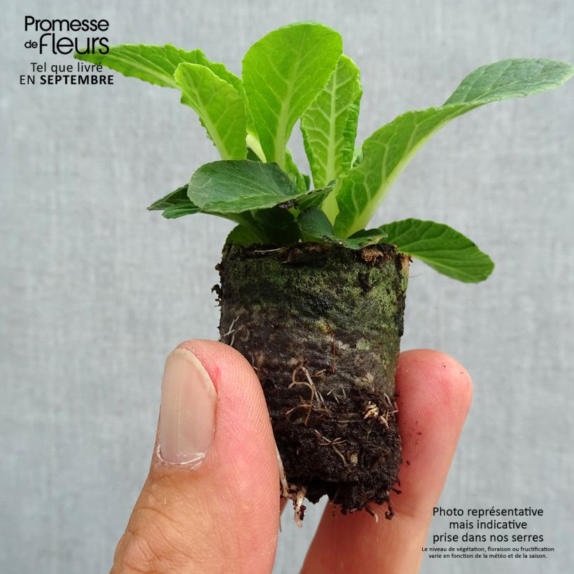 Esemplare di Primula Belarina Nectarine mini zolla... come consegnato in autunno