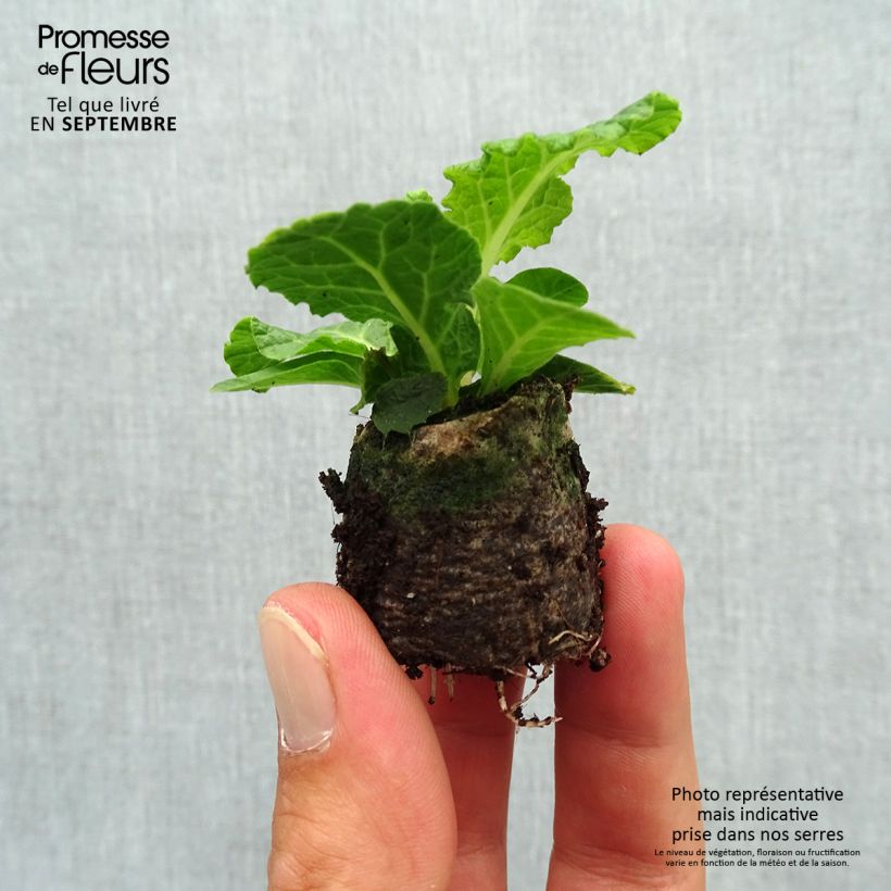 Example of Primula Belarina Pink Champagne mini zolla... as you get in automne