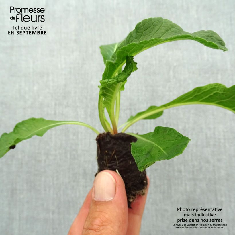 Example of Primula Belarina Pink Ice mini zolla... as you get in automne