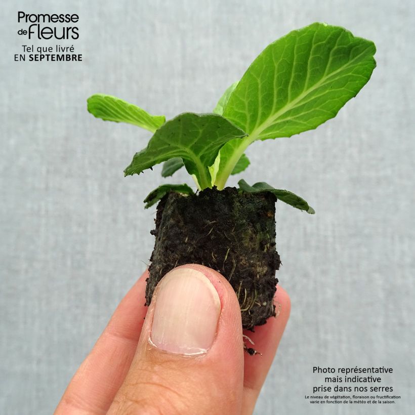 Example of Primula Belarina Purple Dawn mini zolla... as you get in automne