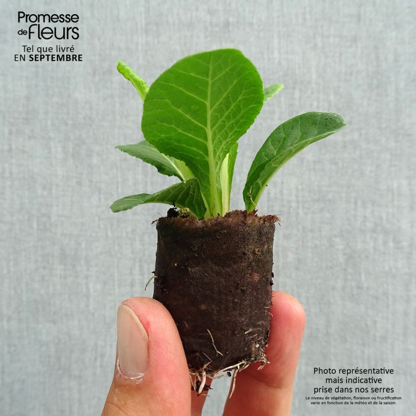 Esemplare di Primula Belarina Valentine mini zolla... come consegnato in autunno