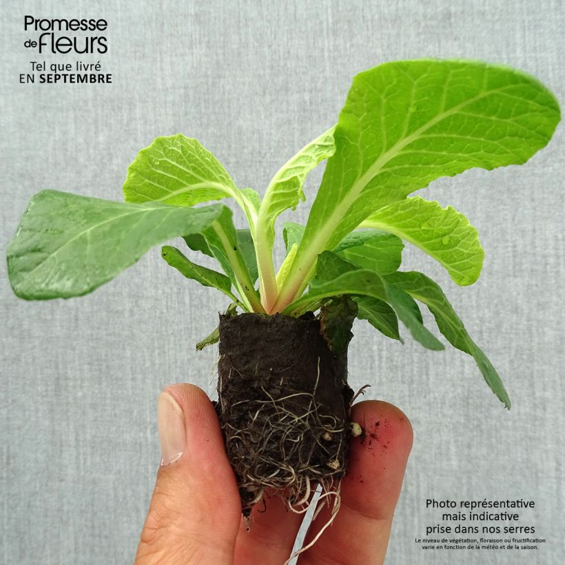 Esemplare di Primula Belarina Vanilla mini zolla... come consegnato in autunno