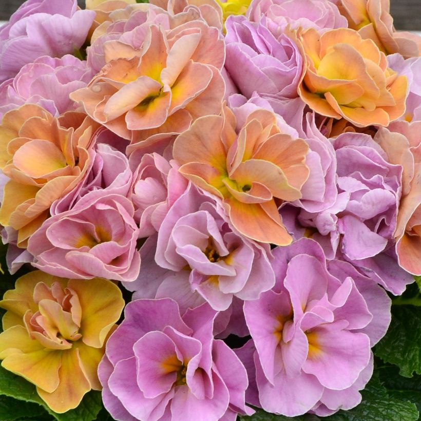 Primula acaulis Rubens Antique Rose F1 (Fioritura)