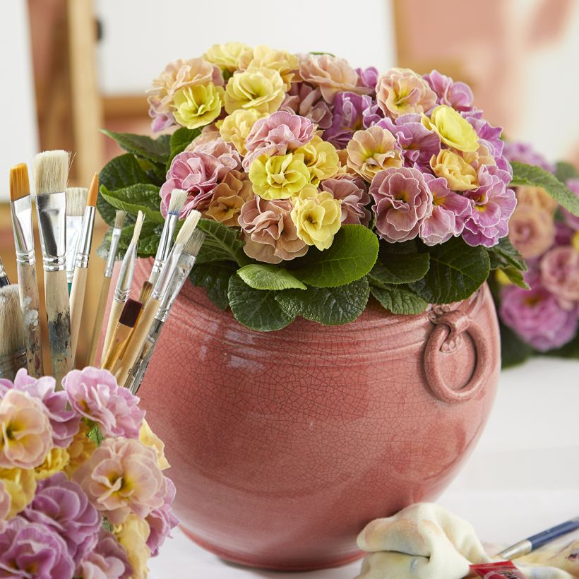 Primula acaulis Rubens Antique Rose F1 (Porto)