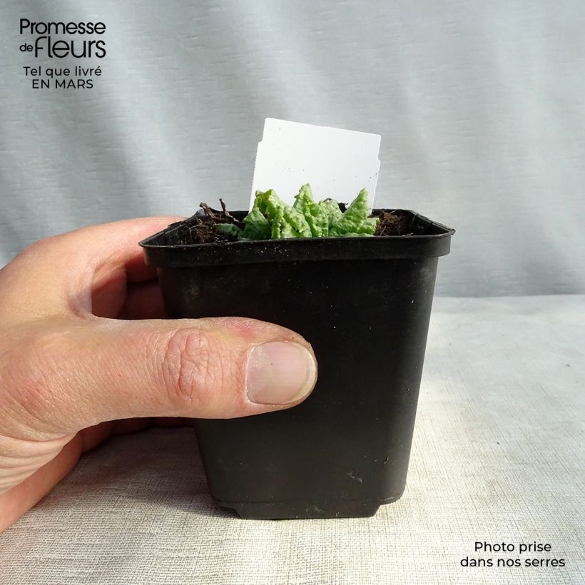 Example of Primula japonica Millers Crimson - Primula giapponese Vasetto da 8/9 cm as you get in printemps