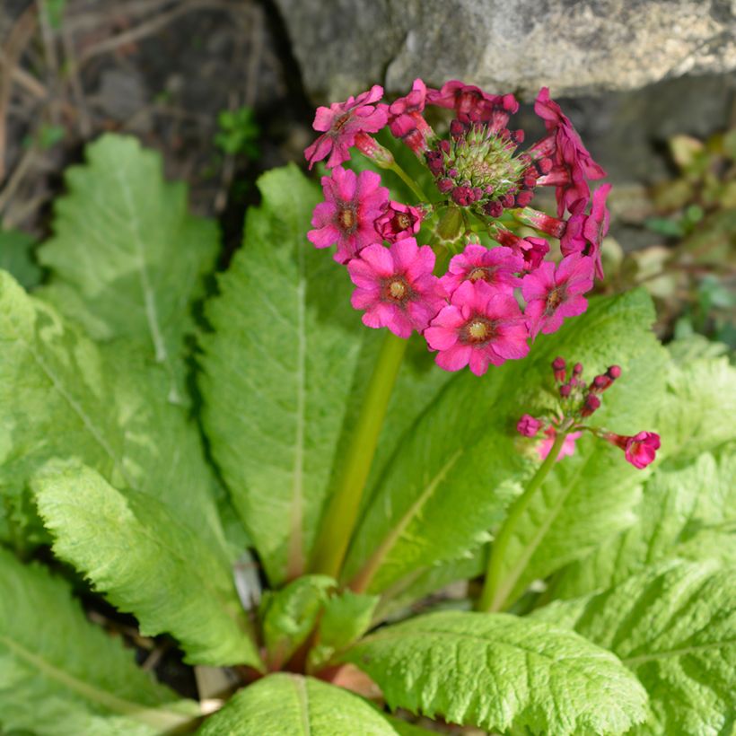 Primula japonica Millers Crimson - Primula giapponese (Plant habit)
