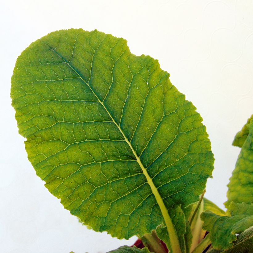 Primula elatior double Rubens - Primula maggiore (Foliage)