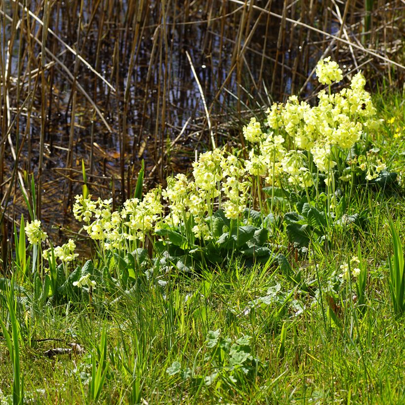 Primula elatior double Rubens - Primula maggiore (Plant habit)