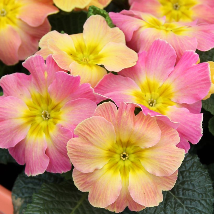 Primula Chameleon F1 (Flowering)