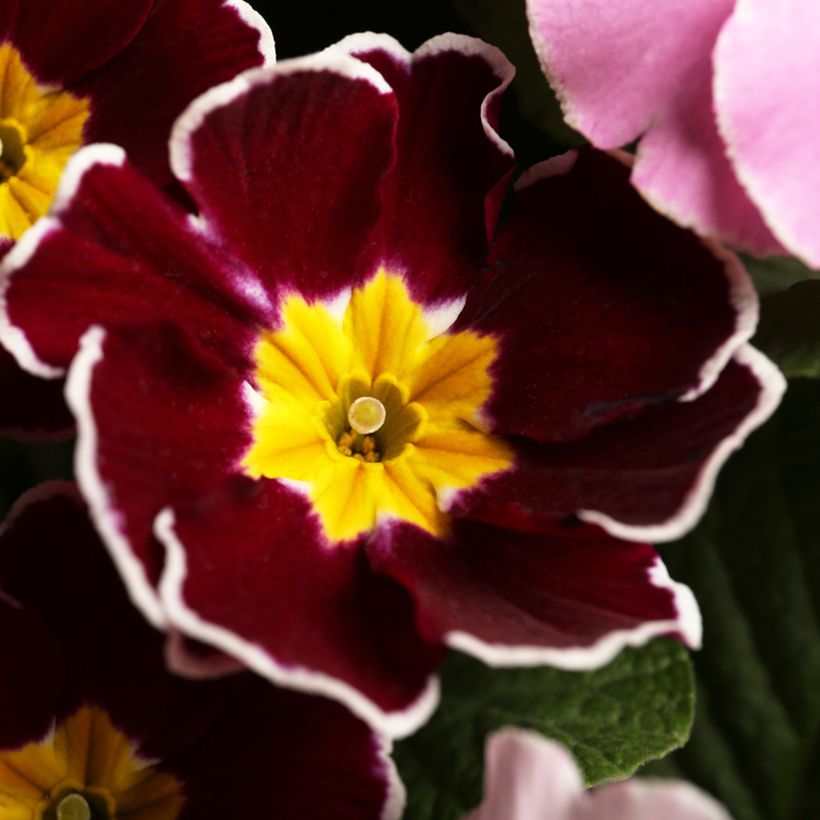 Primula Charlie Wine Red Edge F1 (Fioritura)