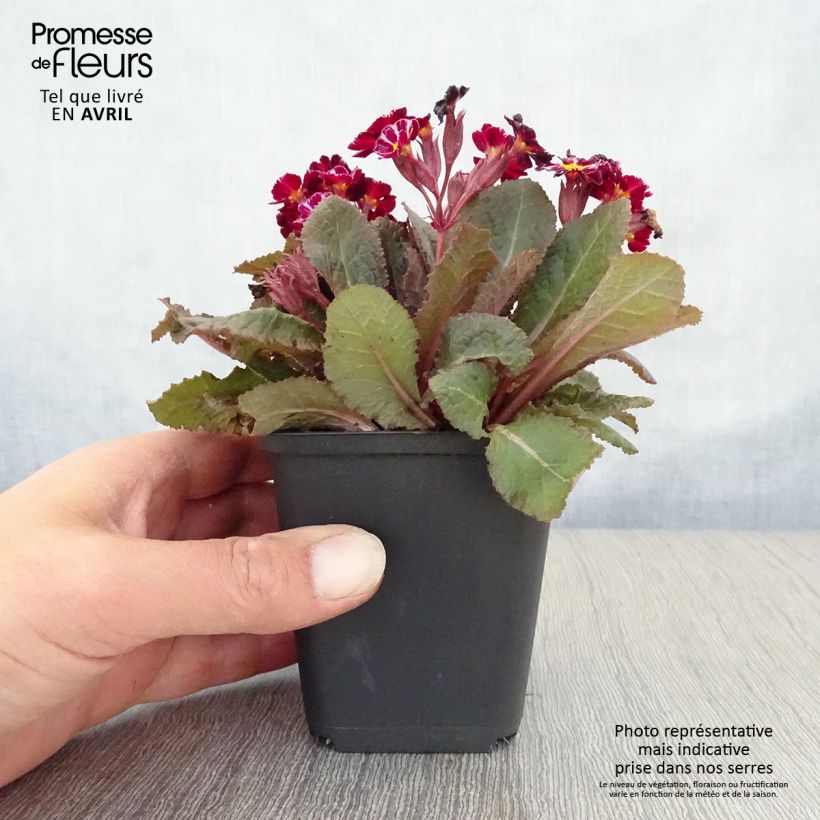 Primula polyanthus Dark Rosaleen Vasetto da 8/9 cm esemplare consegnato in primavera