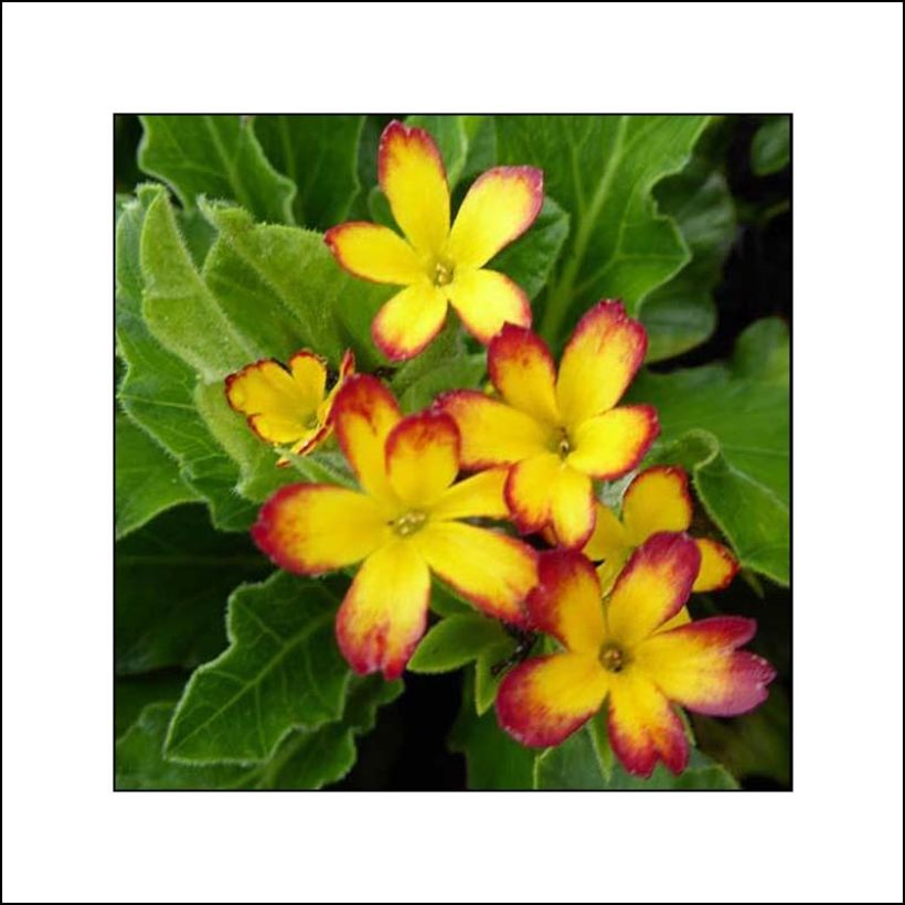 Primula polyanthus Oak Leaf Yellow Picotee (Flowering)