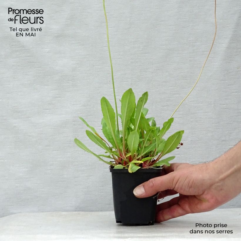 Example of Primula rosea Grandiflora Vasetto da 7/8 cm as you get in printemps