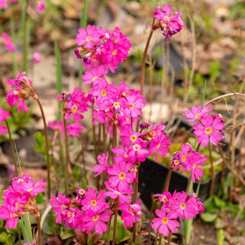Primula rosea Grandiflora (Flowering)