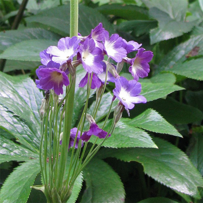 Primula alpicola var. violacea (Fioritura)