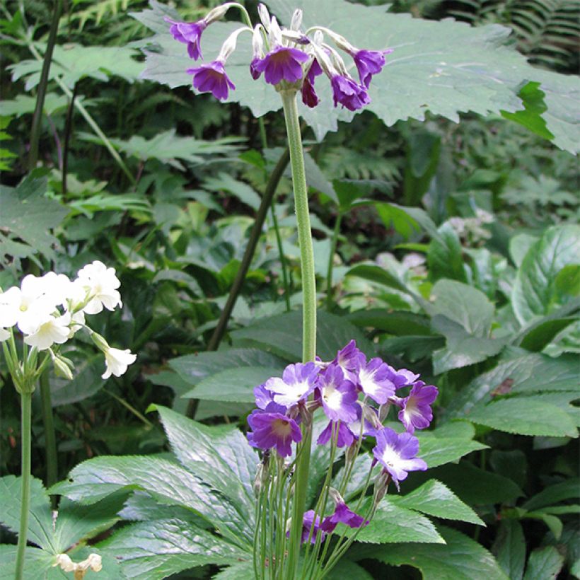Primula alpicola var. violacea (Porto)