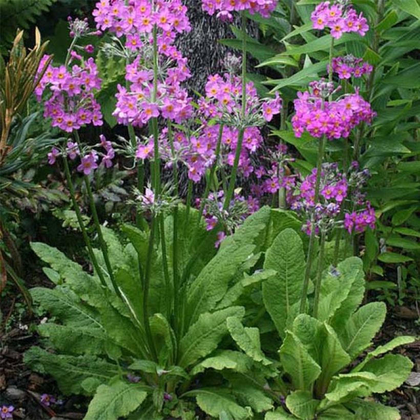 Primula beesiana (Plant habit)
