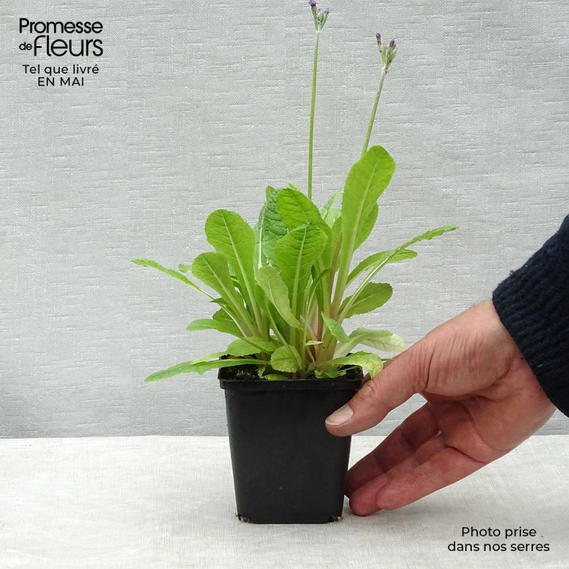 Example of Primula beesiana Vasetto da 8/9 cm as you get in printemps