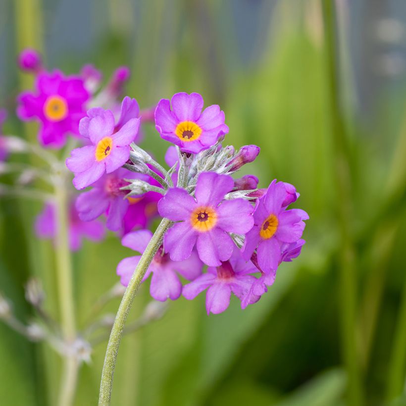 Primula beesiana (Flowering)