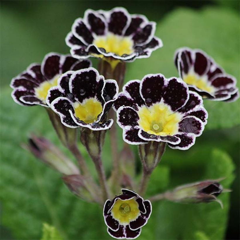 Primula eliator Gold Lace Black - Primula maggiore (Fioritura)