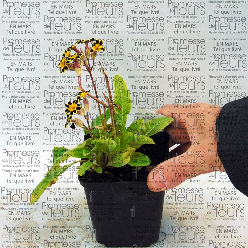 Esempio di esemplare Primula eliator Gold Lace Red - Primula maggiore Vasetto da 8/9 cm come consegnato