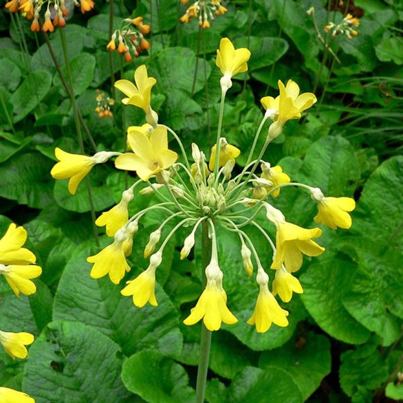 Primula florindae (Flowering)