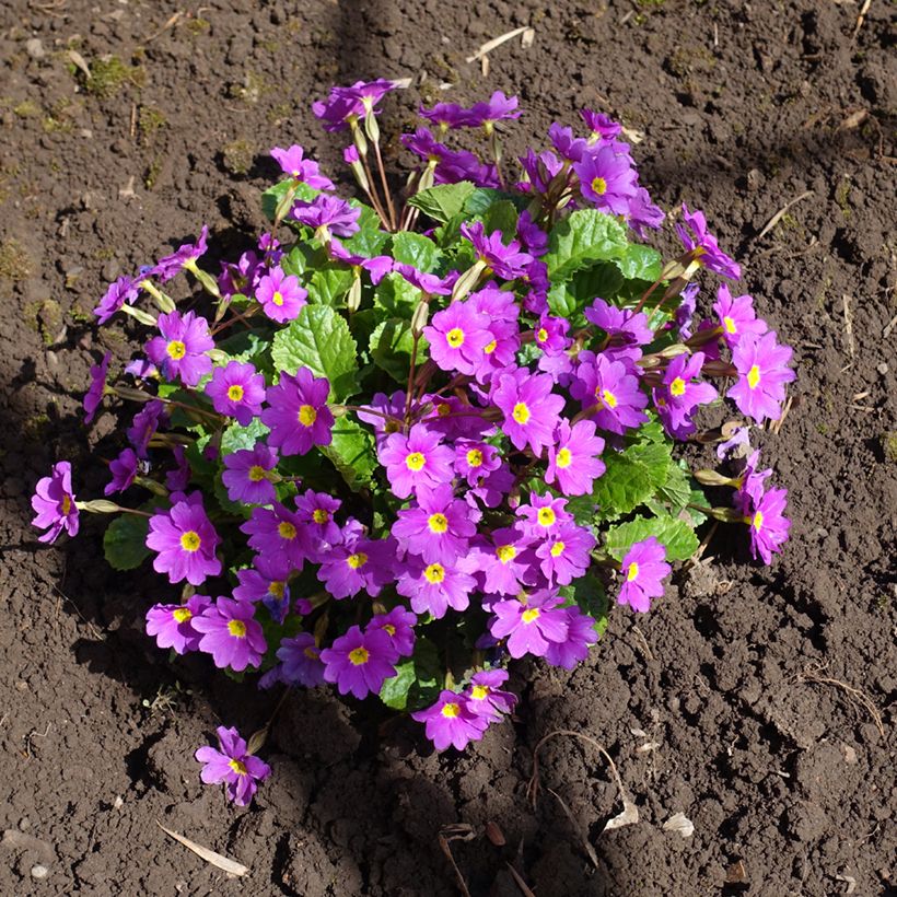 Primula juliae Wanda (Plant habit)