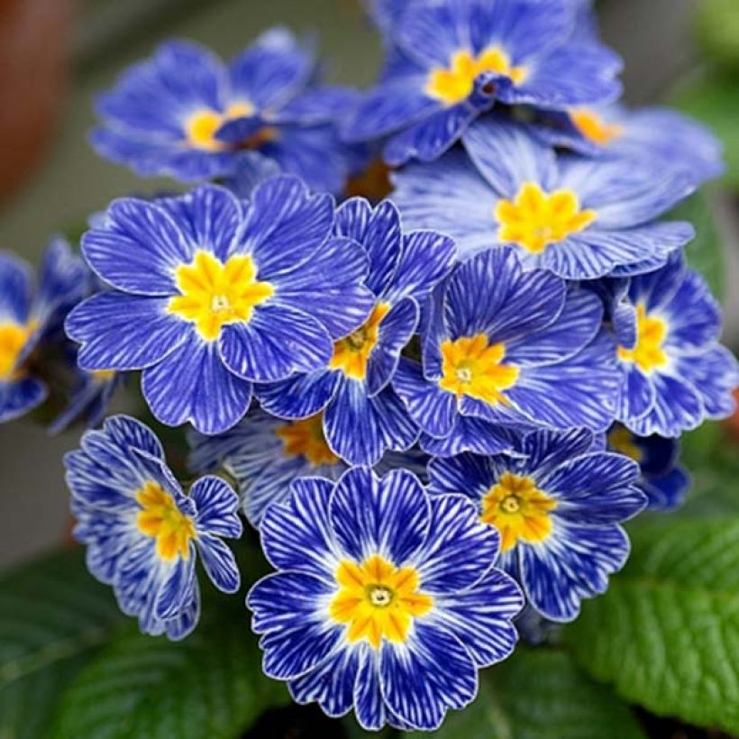 Primula polyantha Tie Dye (Fioritura)