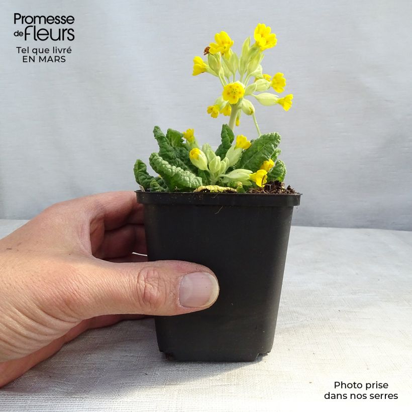Primula veris - Primula odorosa Vasetto da 8/9 cm esemplare consegnato in primavera