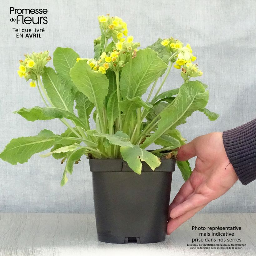 Primula veris - Primula odorosa Vaso da 2L/3L esemplare consegnato in primavera