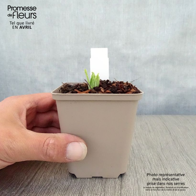 Primula vialii Alison Holland Vasetto da 8/9 cm esemplare consegnato in primavera