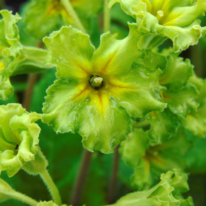 Primula Francesca (Fioritura)