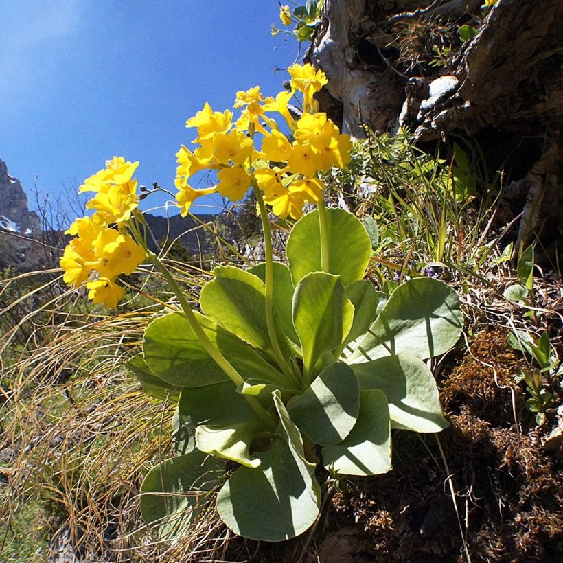 Primula pubescens (Porto)