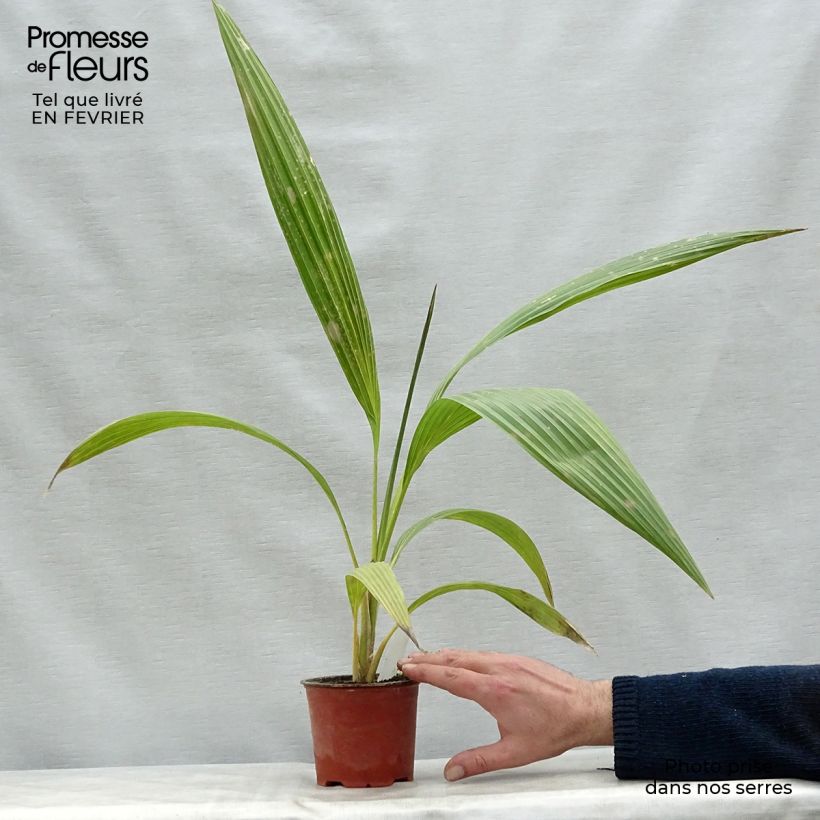 Pritchardia hillebrandii Vaso da Ø 12 cm / 13 cm esemplare consegnato in inverno