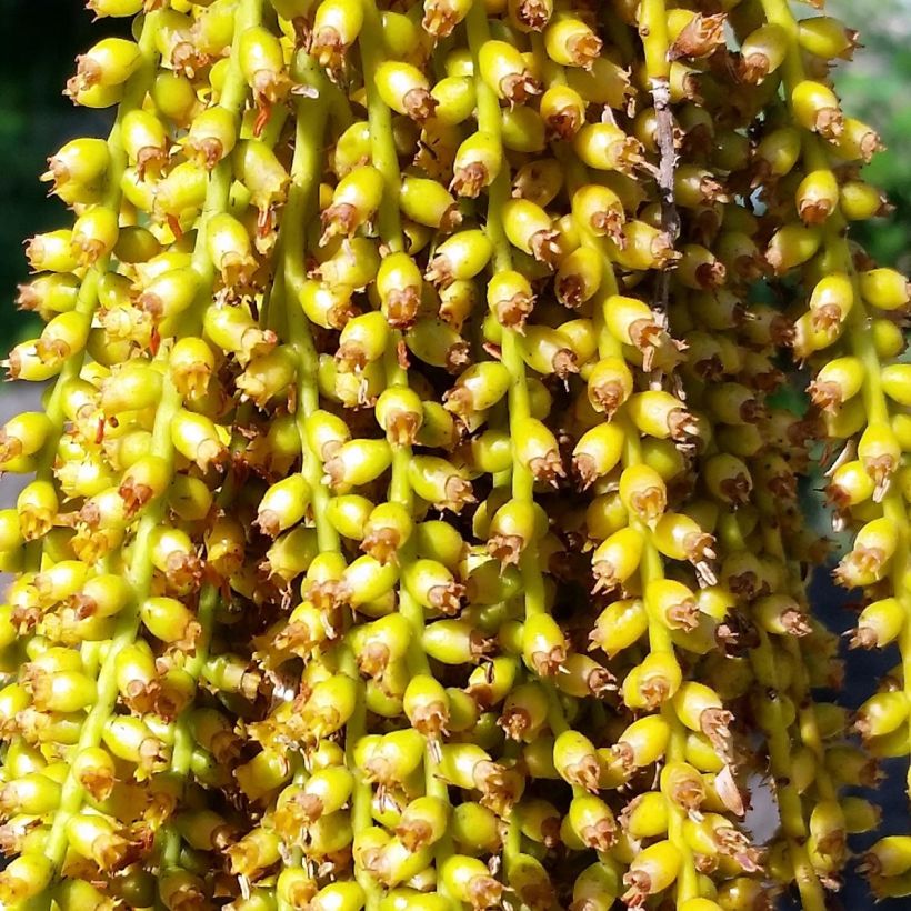 Pritchardia pacifia (Flowering)