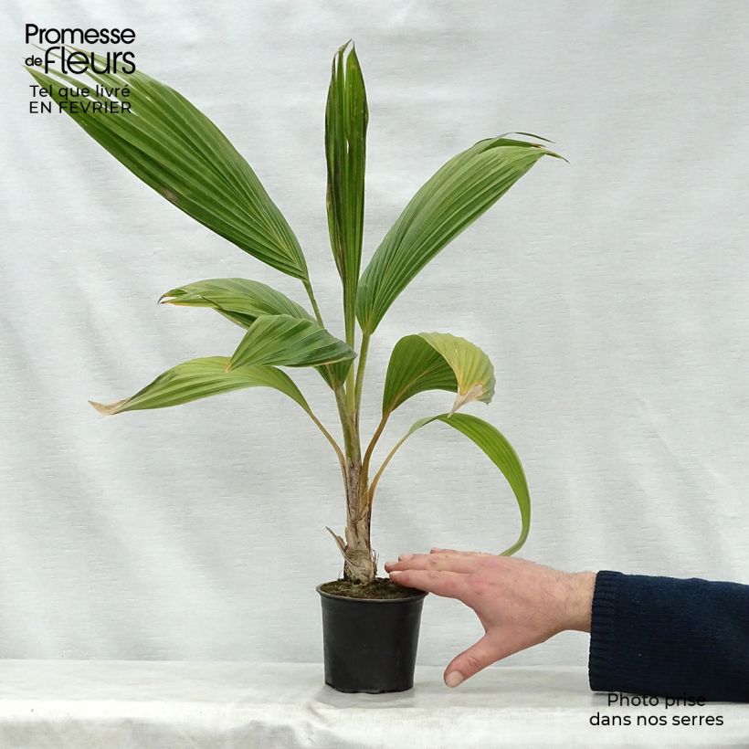 Pritchardia remota Vaso da Ø 12 cm / 13 cm esemplare consegnato in inverno