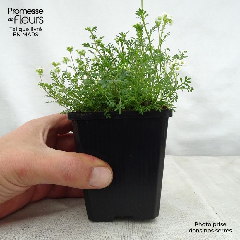 Example of Hornungia alpina - Iberidella alpina Vasetto da 8/9 cm as you get in printemps