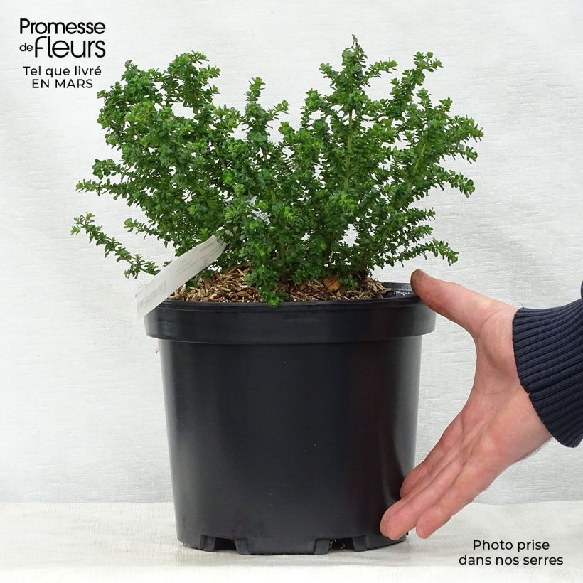 Prostanthera cuneata Vaso da 2L/3L esemplare consegnato in primavera